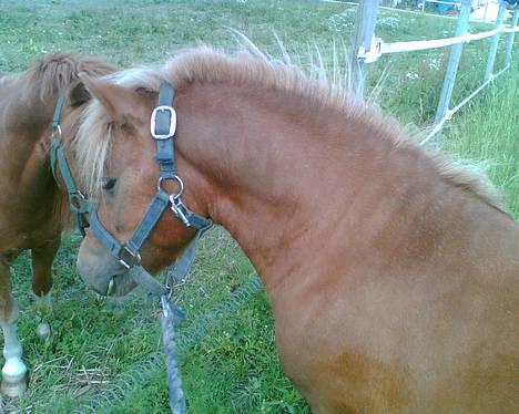 Shetlænder Tarzan!  - Tarzan som lille . .  sød ik?? billede 1