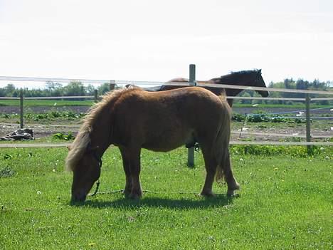 Shetlænder Tarzan!  - Uhm dejligt græs.. billede 3