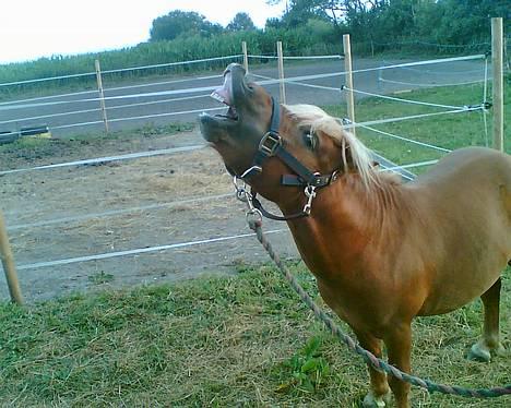 Shetlænder Tarzan!  - smil ..  billede 4