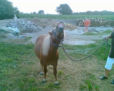 Shetlænder Tarzan!  - Uhm dejlig lugt.. mums .  billede 5