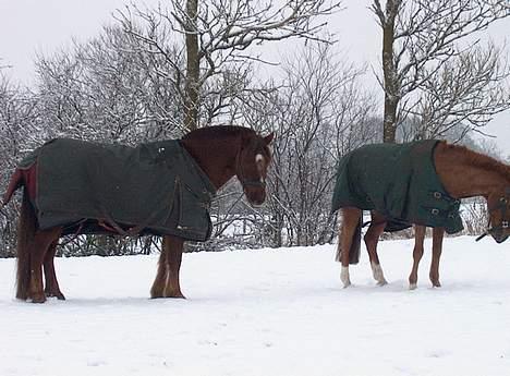 Anden særlig race Agent 007<31994 -2007 / - Her er han med hans ven Max!!  på folden ;) billede 17