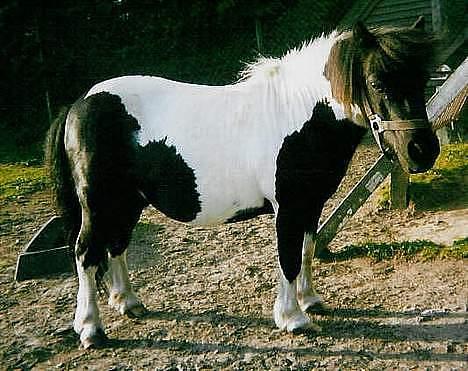 Shetlænder Knold billede 1