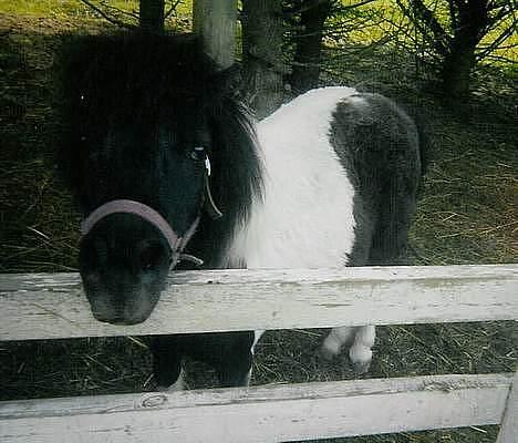 Shetlænder Knold billede 2