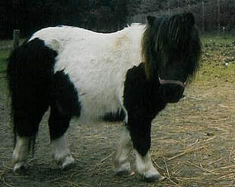 Shetlænder Knold billede 3