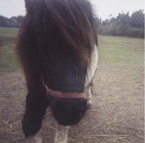 Shetlænder Knold billede 4