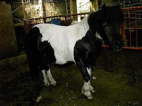 Shetlænder Knold billede 5