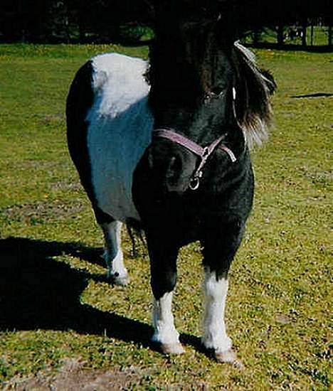 Shetlænder Knold billede 6