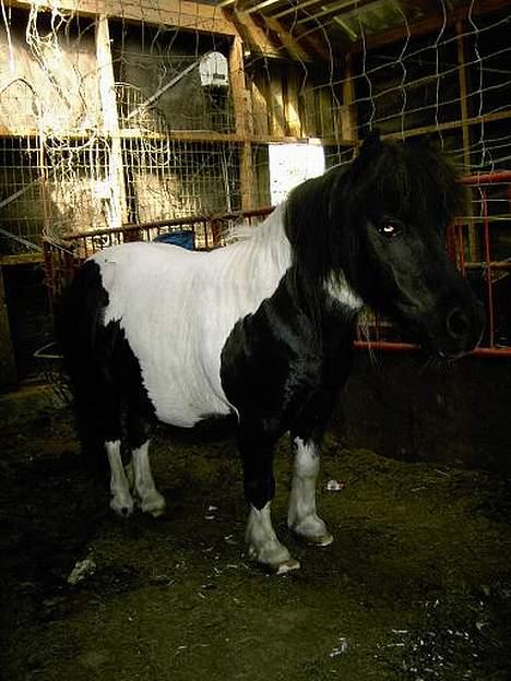 Shetlænder Knold billede 7