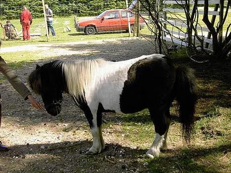 Shetlænder Knold billede 8