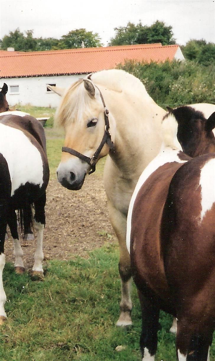 Fjordhest MUNKHAVENS CILLA - Sommer 2000 billede 20