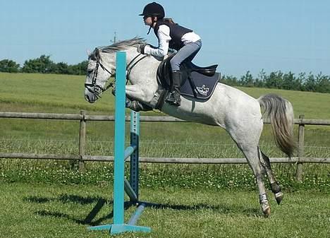 DSP Stidsbjergs Tabitta - Wee .. Go Tab Tab. Springer hun ik højt over ? billede 1