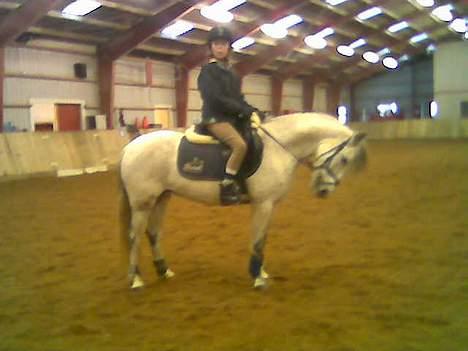 DSP Stidsbjergs Tabitta - Dressur skal der os til.. :D billede 2