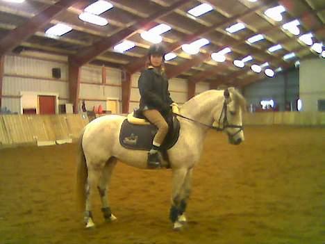 DSP Stidsbjergs Tabitta billede 3