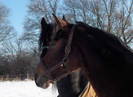 Oldenborg Miss Peri - Peri og Frieseren Oliver i snevejr  billede 5