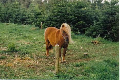 Shetlænder Tarzan!  - Her er tarzans Far Buller... billede 6