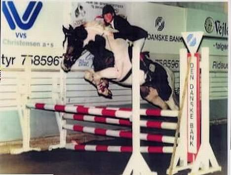 Pinto Gantrup Lisa  - Gantrup lisa´s far  PlayBoy lækker hingst billede 7