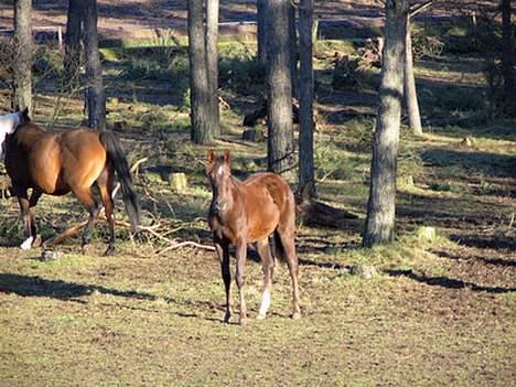 Pinto Gantrup Lisa  - lisa på kæmpe mark, hvor hun stod før jeg købte hende billede 8