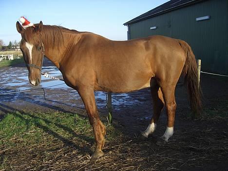 Dansk Varmblod †Moonraker"Svuppe"Moonie† - Moonie...... december 2006 billede 1