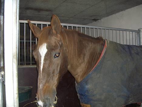 Dansk Varmblod †Moonraker"Svuppe"Moonie† - november 2005 billede 6