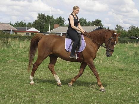 Dansk Varmblod †Moonraker"Svuppe"Moonie† - August 2005 billede 9