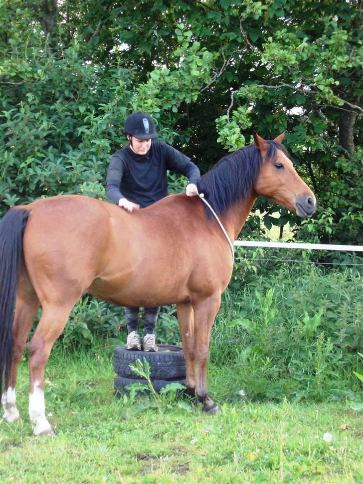 Sportsaraber (A) Paw - Det er ikke sådan at være blevet for gammel til at hoppe op :-) billede 6