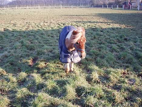 Shetlænder Hanse - Han blev klippet og skulle have et dækken.. Dette var det mindste de havde og det er for stort! billede 17