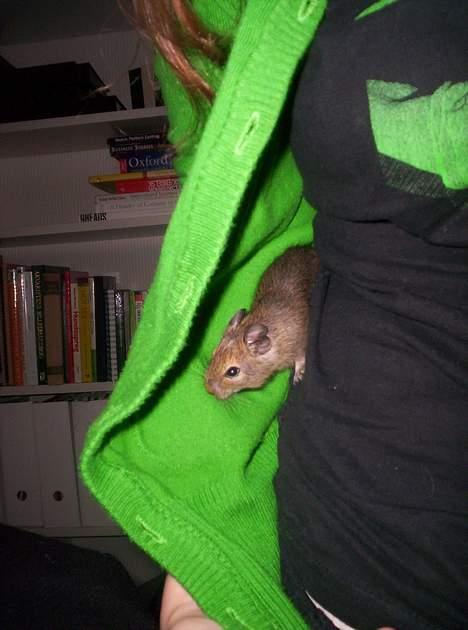 Shetlænder Hanse - Her er så min lille degu, Hubert! Eller Hubbie i daglig tale.. Han er her på tur under blusen! Han sidder på mine skuldre og kuggelurer, når jeg render rundt og laver ting derhjemme, børster tænder og sådan..  billede 20
