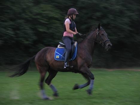 Traver Elliot Swing (Fjot) Død) - Fjot i fuld galop Foto Trine billede 1
