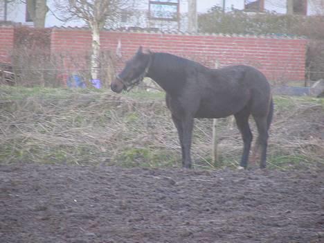Traver Elliot Swing (Fjot) Død) - Fjot på fold 19 marts 2007. ved ikk lige hva det er han står og laver billede 2