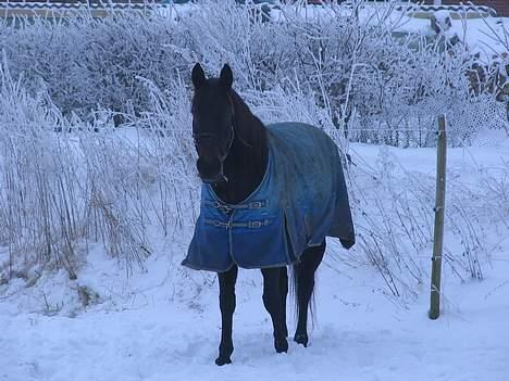 Traver Elliot Swing (Fjot) Død) billede 4