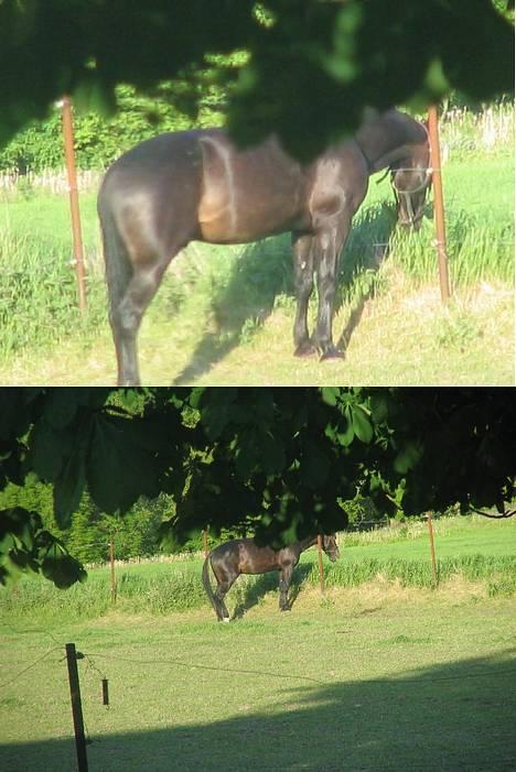 Traver Elliot Swing (Fjot) Død) - Fjot på fold billede 5