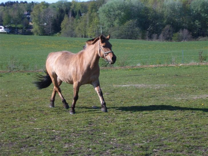 Anden særlig race Bella<,3 - "Vent på miiig!" billede 16