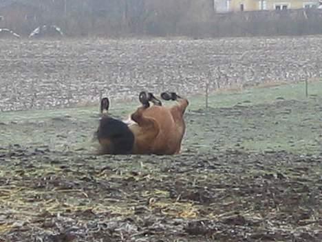 Anden særlig race Bella<,3 - Og så skal der vidst os rulles... =) billede 17