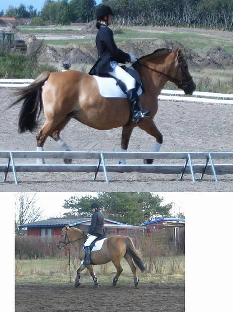 Anden særlig race Bella<,3 - Nu kan I se hvordan Bella har set ud da jeg fik hende (hun har været tykkere) , og hvordan hun ser ud nu. Ved godt der er lang vej , men hun har tabt sig meget .! Det øverste er fra sep. d. 6. 05  vil jeg tro og det nederste er fra Apr d.. 8. 06 .. billede 18