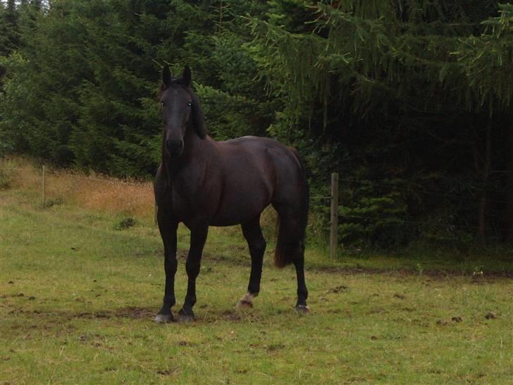 Oldenborg Zodiac [Bassemand] - Han er bare min basse´mand. Elsker den hest så ufatteligt meget. billede 3