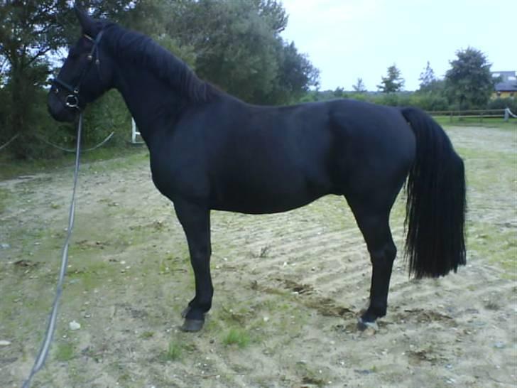 Oldenborg Zodiac [Bassemand] billede 4