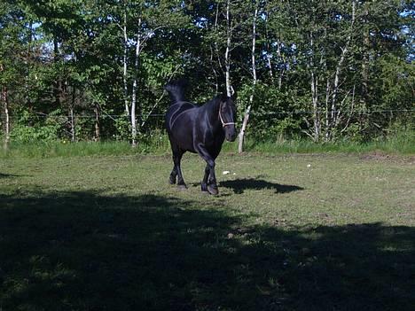 Oldenborg Donna <,3 - Donna i sneen.. billede 9