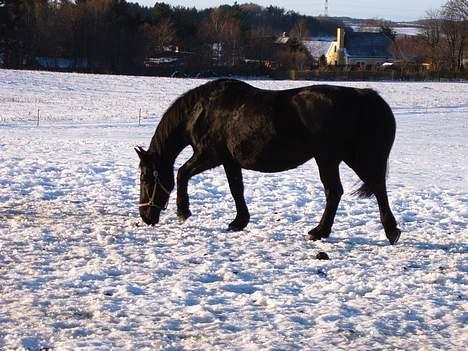 Oldenborg Donna <,3 - Hun ser vidst lidt FED ud....?! billede 10