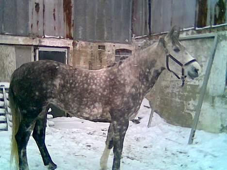 Anden særlig race Tessa *Solgt* billede 2