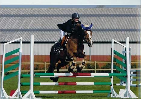 Anden særlig race Irish Duke (Solgt) billede 19