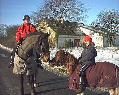 Shetlænder Sally **SOLGT** billede 19