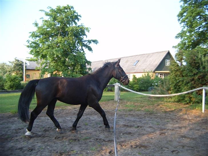 Oldenborg Zodiac [Bassemand] - Træning . billede 16