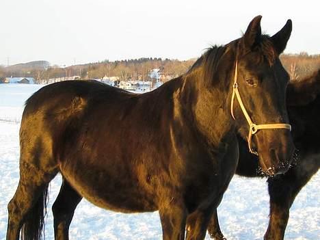 Oldenborg Donna <,3 billede 11