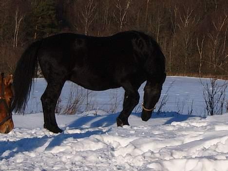 Oldenborg Donna <,3 billede 12