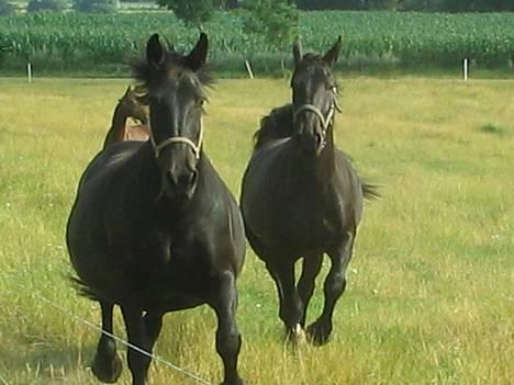 Oldenborg Donna <,3 - 2 tykke heste er på vej !! billede 13