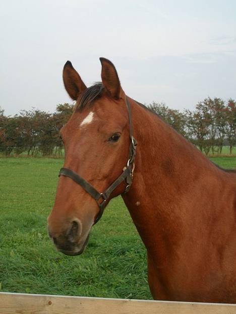 Dansk Varmblod Mon Ami DØD - ER jeg ikke hot?? billede 1
