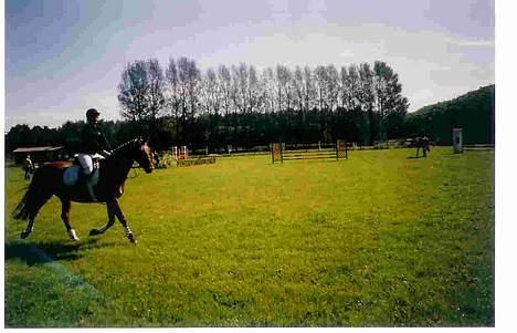 Dansk Varmblod Mon Ami DØD - Springstævne på DRK billede 2