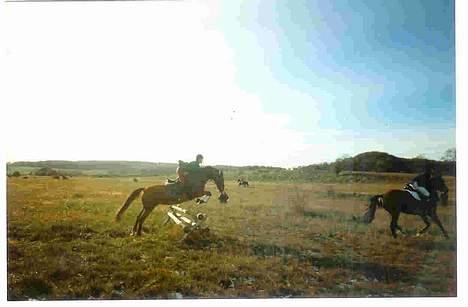 Dansk Varmblod Mon Ami DØD - Hubertusjagt billede 3