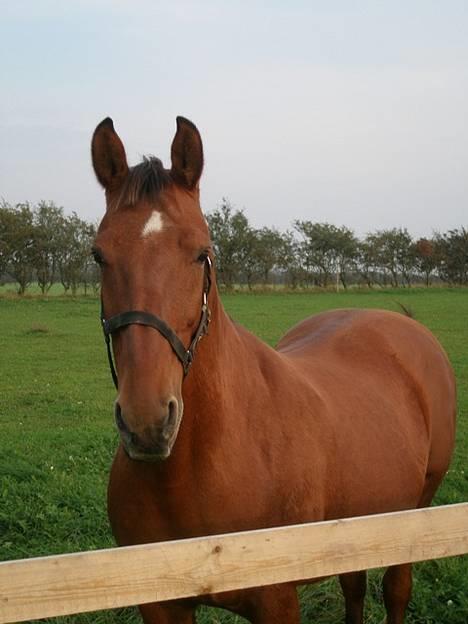 Dansk Varmblod Mon Ami DØD - ... billede 4