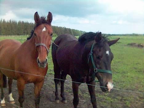 Dansk Varmblod Mon Ami DØD - Her er jeg sammen med kæresten! billede 6